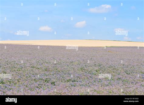 Norfolk lavender fields Stock Photo - Alamy