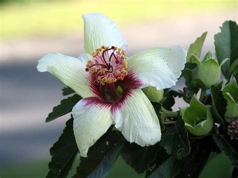 Australian Endangered Plants: The Phillip Island Hibiscus | Bondi Wash