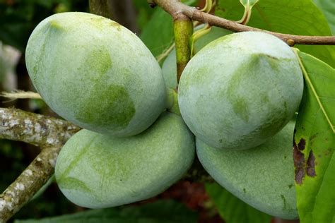 paw paw plant | Oregon garden, Flower garden, Plants