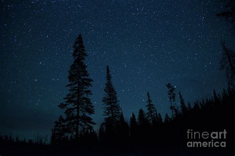 Night stars twinkling over a pine tree forest Photograph by Georgia Evans | Pixels