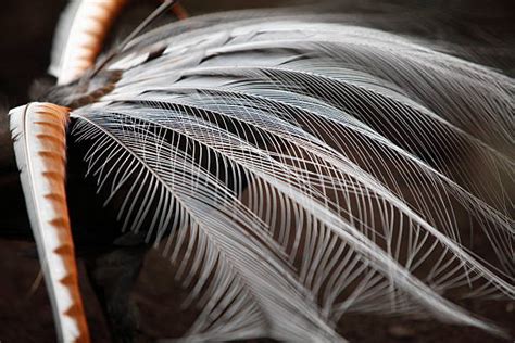 Lyrebird Feather Wildlife Australia Stock Photos, Pictures & Royalty-Free Images - iStock