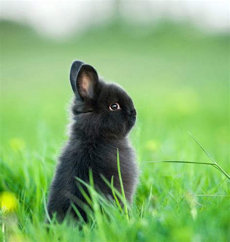 Another tiny bunny!! I need one! : r/TinyUnits