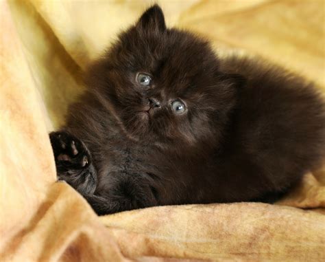 Sapphire - Black Persian Kitten For Sale - Doll Face Persian Kittens