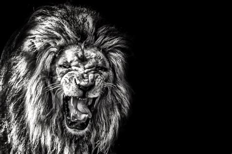 Roaring Lion Black Background - lvandcola