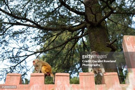 32 Jakhu Temple Stock Photos, High-Res Pictures, and Images - Getty Images