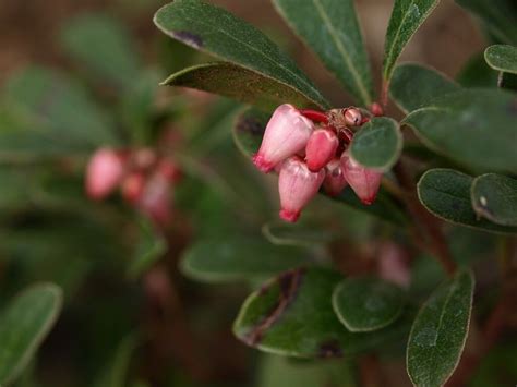 Bearberry, Loved by Bears and Humans Alike - Eat The Planet