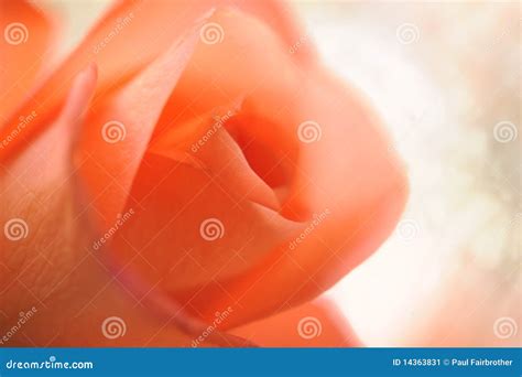 Pink rose stock image. Image of grow, flora, blossom - 14363831