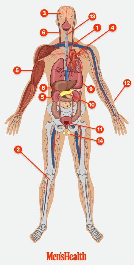 Body Parts Aroung The Chest : Esl Body Parts Games Activities Body Parts Esl Worksheets - Cordes ...