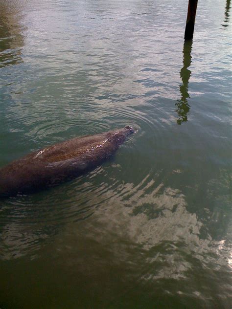 Paddleboard Excursions: Manatee season is here again!