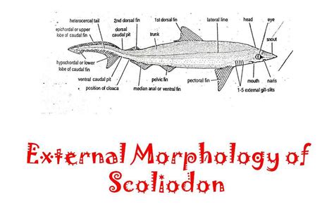 External Morphology of Scoliodon with Diagram | Dog fish