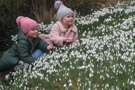 A packed programme: 2024 Shepton Snowdrops Festival - Shepton Snowdrops