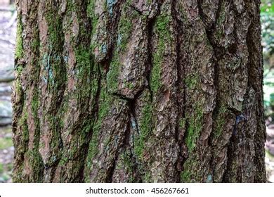 13 Eastern Hemlock Bark Images, Stock Photos & Vectors | Shutterstock