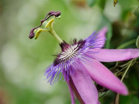 Long Stem Small Purple Flowers | edu.svet.gob.gt