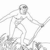 Homosapien homo erectus Habilis coloring Pages sketch template