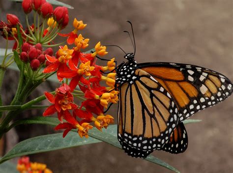 Scarlet Red Tropical Butterfly Milkweed Blood Flower Asclepias curassavica - 50 Seeds