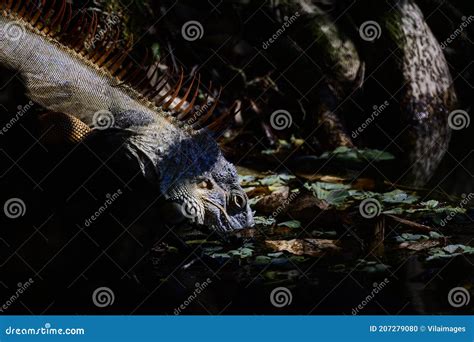 Iguana Drinking Water from a Pond. Stock Photo - Image of common, animal: 207279080