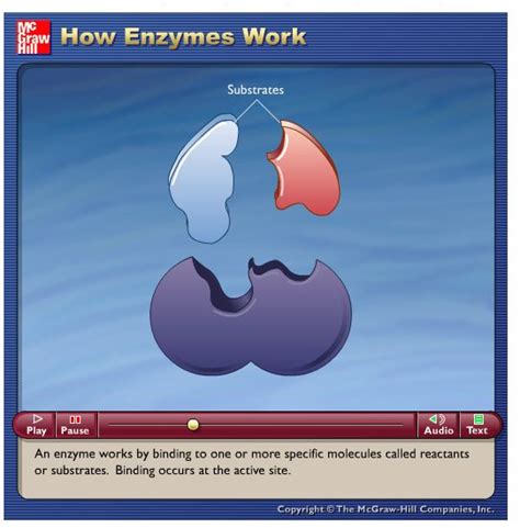 More great enzyme animations at McGrawHill Higher Education | Science for Secondary Grades ...