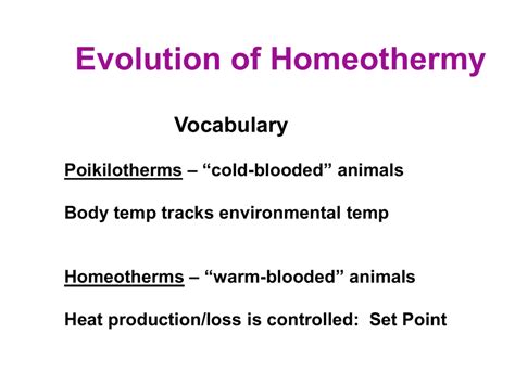 Evolution of Homeothermy