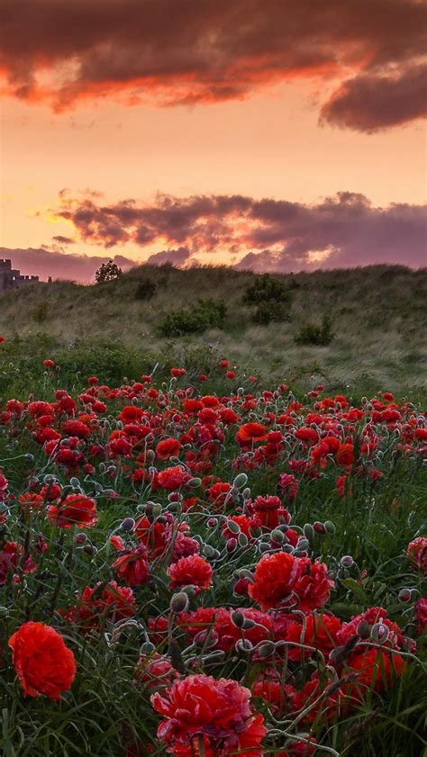 Poppy Fields At Sunset Wallpapers - Wallpaper Cave