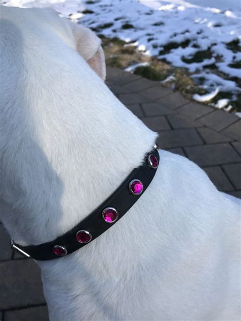 Prettiest Collar/Leash Review | the Daily Boxer