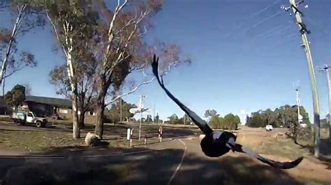 Video / Magpie attack! | Canberra CityNews