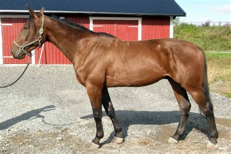 Standardbred - horse breeds | Standardbred horse, Horses, Horse breeds