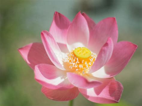 Lotus flower in Thailand stock photo. Image of nature - 124850994