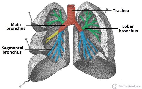 The Tracheobronchial Tree - Trachea - Bronchi - TeachMeAnatomy