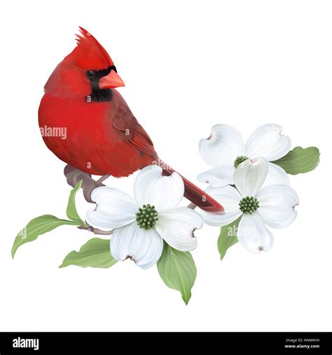 Northern Cardinal perched on a blooming white dogwood branch. Realistic digital illustration ...