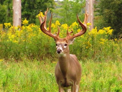 Tall Tine Whitetail Hunting Ranch | Norwich NY