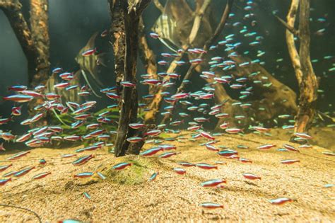 Neon Tetra Breeding: Comprehensive Guide For Beginners - The Aquarium Keeper