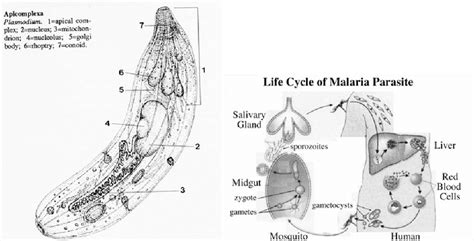 Plasmodium Malariae Diagram