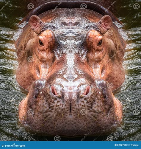 Hippo face close up stock photo. Image of vacation, huge - 82727652