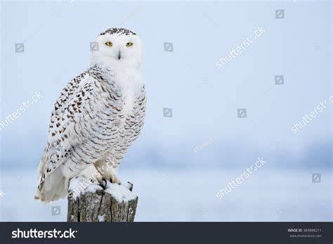 17,446 Snowy Owl Images, Stock Photos & Vectors | Shutterstock