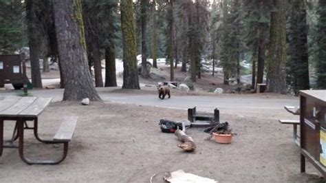 STONY CREEK CAMPGROUND - Reviews (Sequoia and Kings Canyon National Park, CA)