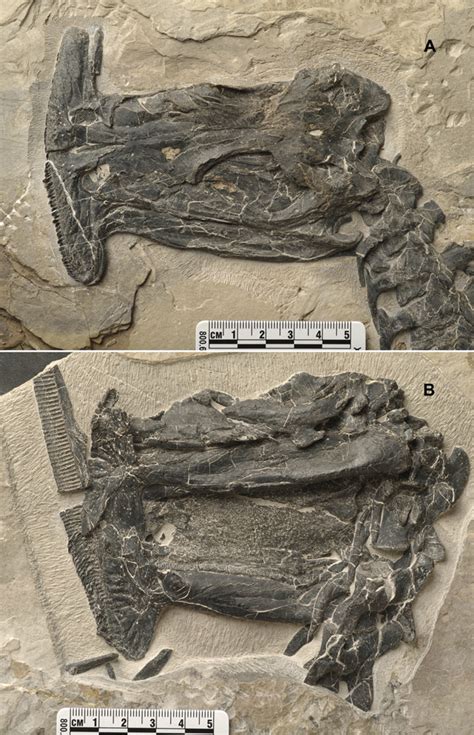 Species New to Science: [Paleontology • 2016] Atopodentatus unicus • The Earliest Herbivorous ...