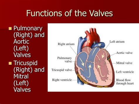 PPT - Valves of the Heart PowerPoint Presentation - ID:3817678