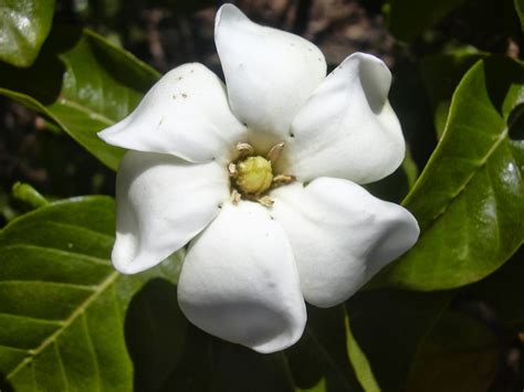 Romantic Flowers: Gardenia Flower