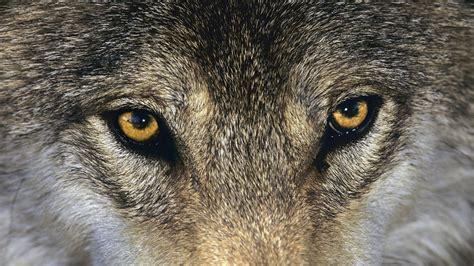 1920X1080 Wolf Eyes Wallpapers - Top Free 1920X1080 Wolf Eyes Backgrounds - WallpaperAccess