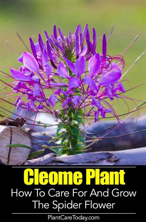 Cleome Plant Care: How To Grow The Spider Flower