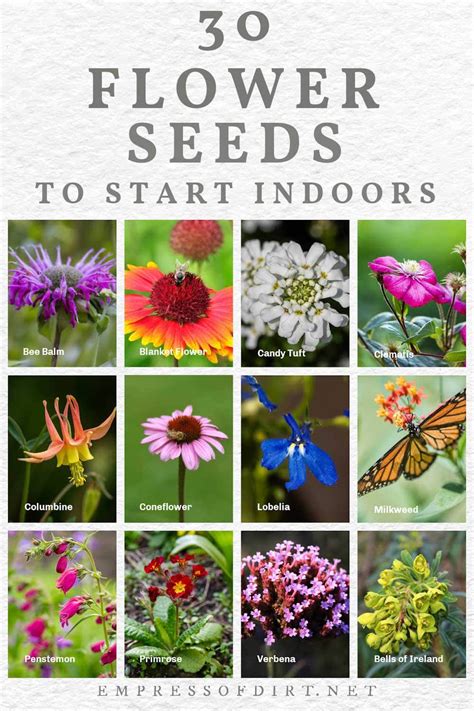 30 Flower Seeds To Start Indoors (Late Winter & Spring)