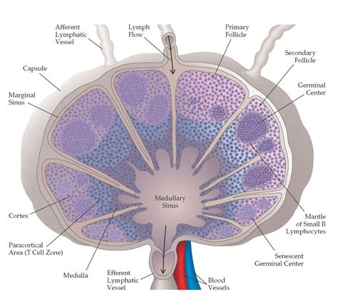 Lymph containing lymphocytes, antigen, and soluble mediators drains ...