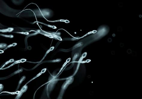 What You Eat Has Rapid Effects on Sperm Quality