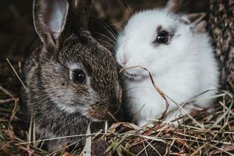 How to Keep Your Rabbit Healthy This Winter | FirstVet