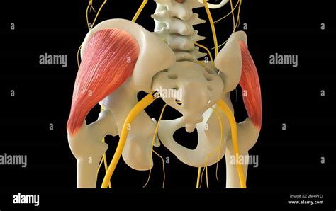 Gluteus Medius Muscle anatomy for medical concept 3D illustration Stock ...