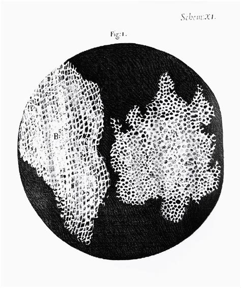 Drawing Of Cork Under Microscope By Robert Hooke Photograph by Dr Jeremy Burgess