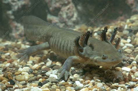 Tiger Salamander Larva - Stock Image - E700/0029 - Science Photo Library