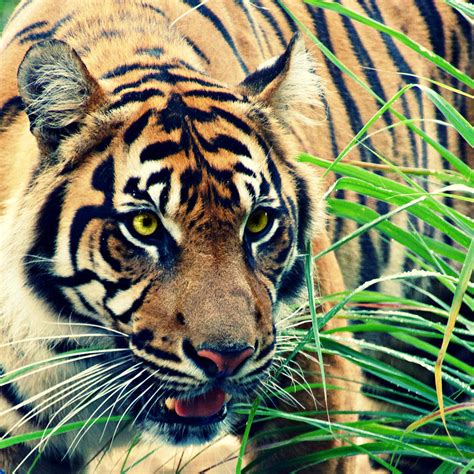 Tiger In The Grasses Photograph by Alice Gipson - Fine Art America