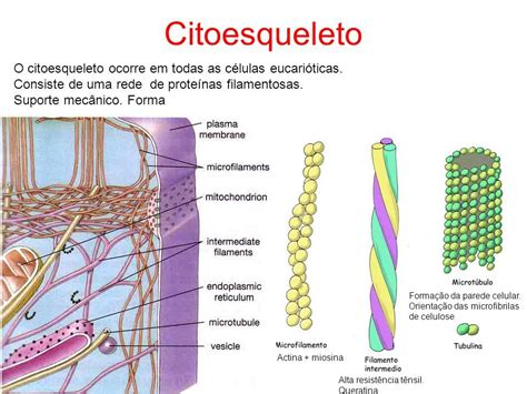 Microfilamentos; Filamentos Intermediários; Microtúbulos. | Biologia citologia, Celulas e suas ...