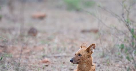 Wildlife photography: Dhole - Indian Wild Dog